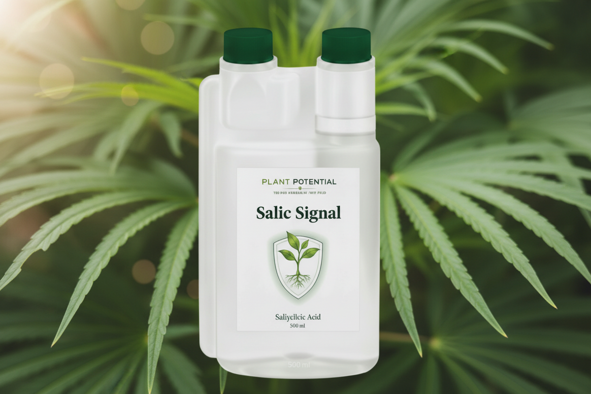 Salic Signal